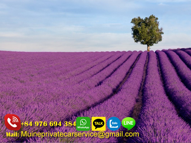 Lavender-in-Dalat