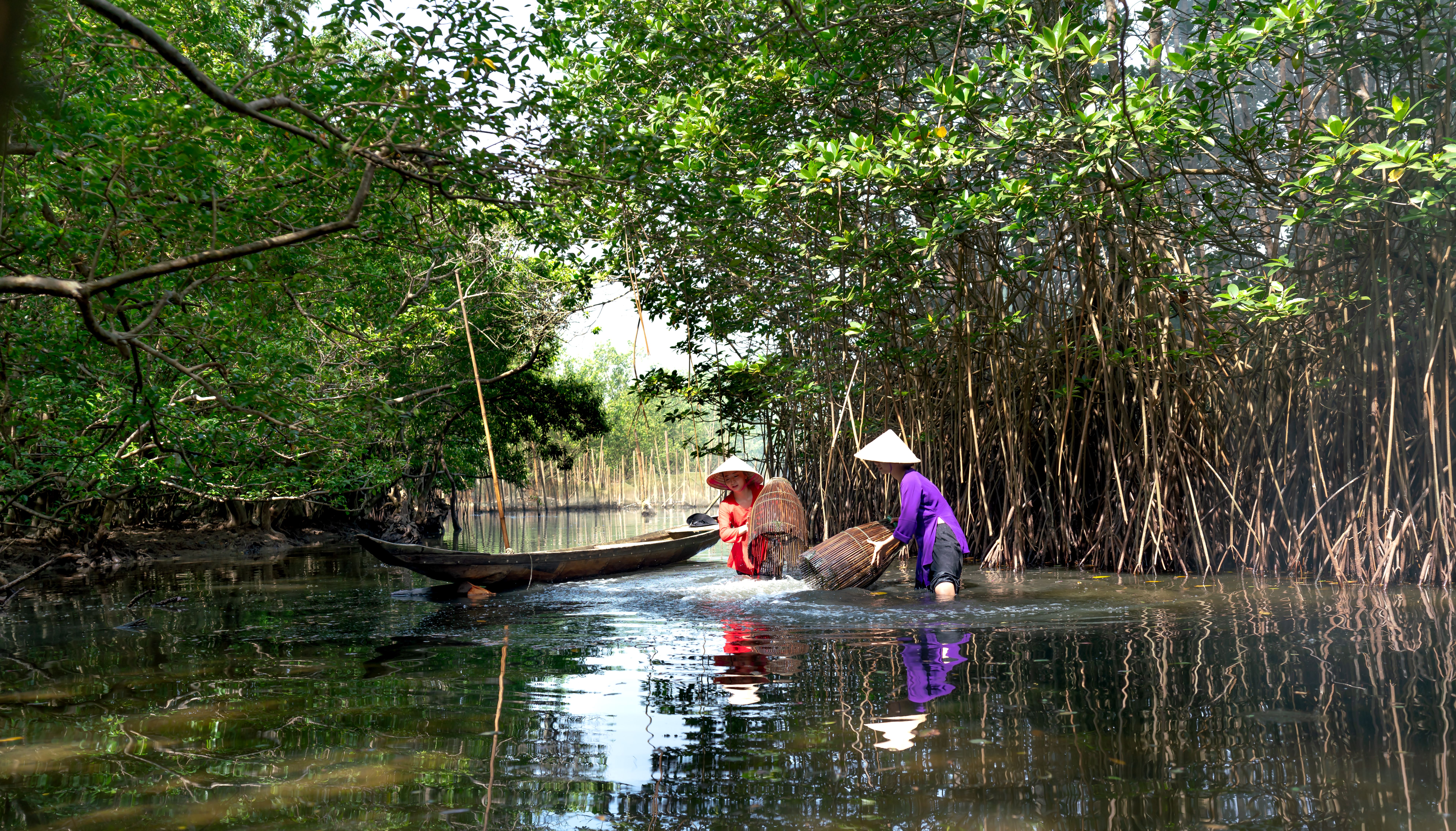 Ca Mau mangrove forest